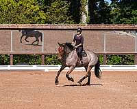 dressage-percheron-horse