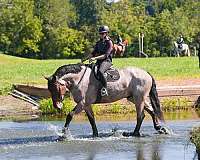 flashy-percheron-horse