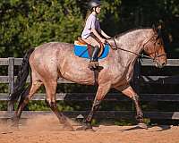 husband-safe-percheron-horse