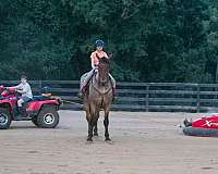 jumping-percheron-horse