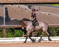 kid-safe-percheron-horse
