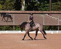 lesson-percheron-horse