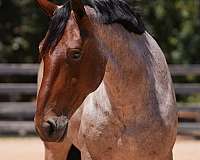 performance-percheron-horse