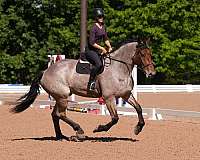 ridden-western-percheron-horse