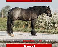 all-around-gypsy-vanner-horse
