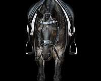 athletic-gypsy-vanner-horse