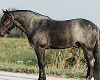 cross-gypsy-vanner-horse