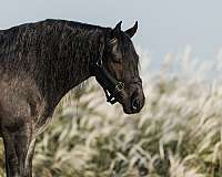 dressage-gypsy-vanner-horse