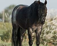 driving-gypsy-vanner-horse