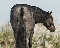 flashy-gypsy-vanner-horse