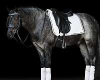 kid-safe-gypsy-vanner-horse