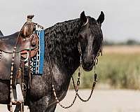 performance-gypsy-vanner-horse