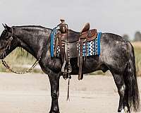 ridden-english-gypsy-vanner-horse