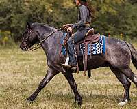 ridden-western-gypsy-vanner-horse