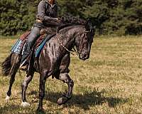 show-gypsy-vanner-horse