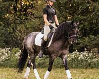 show-hack-gypsy-vanner-horse