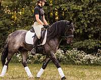 trail-gypsy-vanner-horse