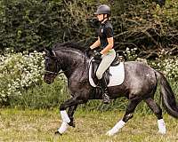trail-riding-gypsy-vanner-horse