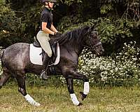 youth-gypsy-vanner-horse