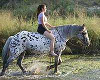husband-safe-knabstrupper-horse