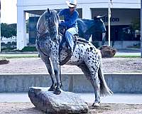 performance-knabstrupper-horse