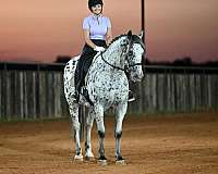 ranch-work-knabstrupper-horse
