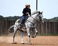 ranch-knabstrupper-horse