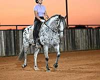 show-knabstrupper-horse