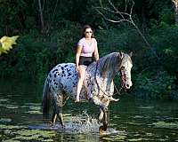 piebald-knabstrupper-gelding