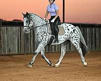 trail-riding-knabstrupper-horse