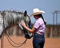 16-hand-knabstrupper-gelding
