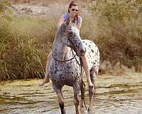 16-hand-knabstrupper-horse