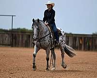 piebald-knabstrupper-for-sale