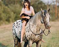 all-around-knabstrupper-horse