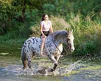 piebald-knabstrupper-horse
