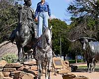 athletic-knabstrupper-horse