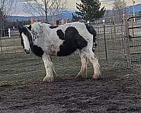 black-pearl-tobiano-horse