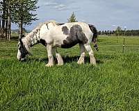 pearl-tobiano-horse