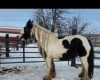 pearl-tobiano