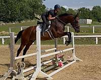 all-around-tb-thoroughbred-horse