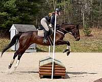 all-around-tb-horse
