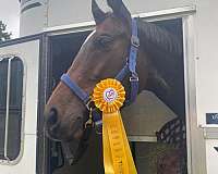 all-around-tb-mare