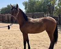 andalusian-horse-for-sale