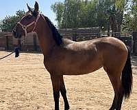 andalusian-horse