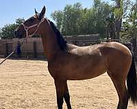 companion-andalusian-horse