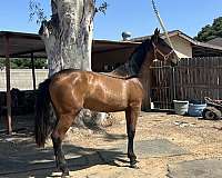 andalusian