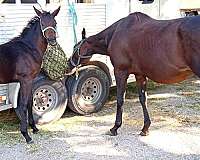 appendix-qh-horse
