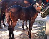 appendix-qh-quarter-horse