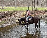 2-in-1-horse