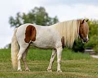 driving-pair-pony
